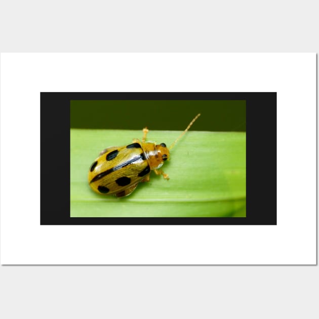 Unique and organic photo of a Yellow flea beetle Wall Art by AvonPerception